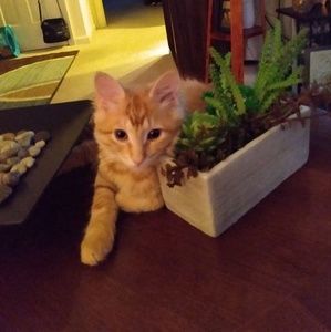 Meet your Posher, Rose